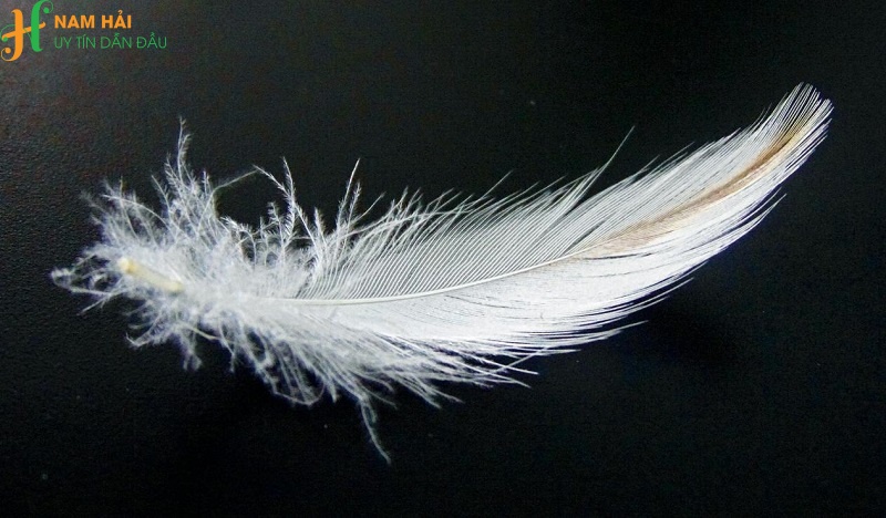 cung cấp lông vũ