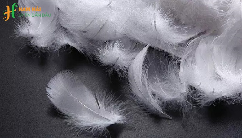 bí quyết nhận diện các loại lông vũ